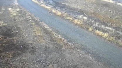 Elazığ’da mezraya inen kurt görüntülendi