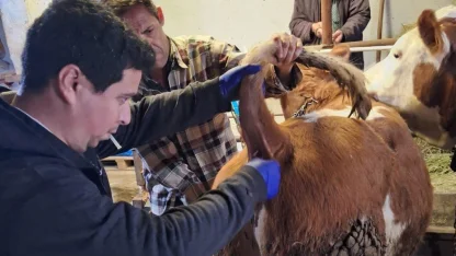 Emet’te şap sero-surveyans çalışmaları