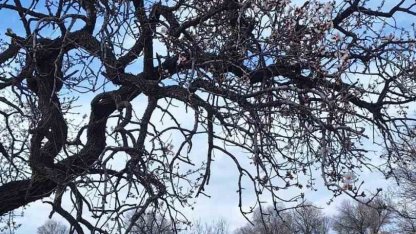 Ergani’de badem ağaçları erken çiçek açtı