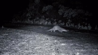 Ganos Dağları’nda nadir görüntü: Ormanda yürüyen su samuru kamerada