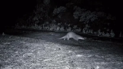 Ganos Dağları’nda nadir görüntü: Ormanda yürüyen su samuru kamerada