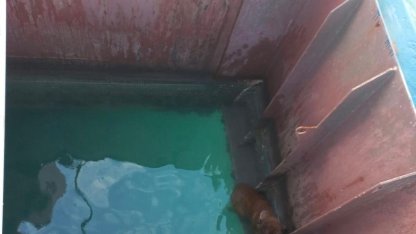 Gemiden denize düşen köpeği itfaiye kurtardı