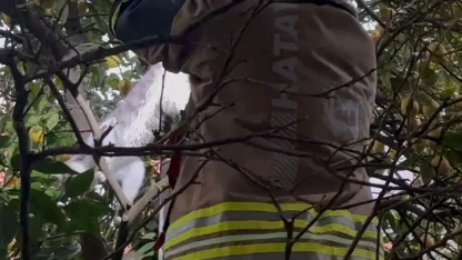 Hatay’da ağaca takılan kediyi itfaiye kurtardı