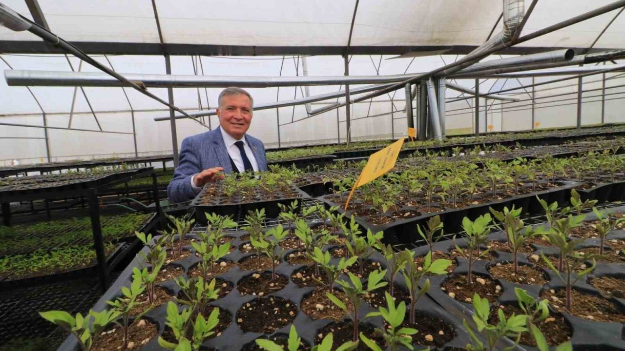 Honaz’da 8 Mart’a özel 8 bin çiçek kadınlara dağıtılacak