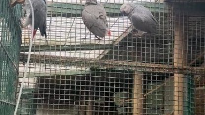 İstanbul Havalimanı’nda 20 adet Afrika gri papağanı ele geçirildi