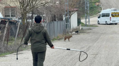Karabük’te yerleşim yerine inen hasta çakal tedavi edilip doğaya salındı