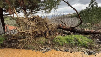 Karacasu’da aşırı yağışlar sonrası toprak kaydı, ağaçlar devrildi