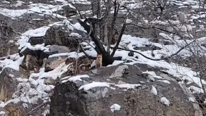 Karlar arasında yiyecek arayan tilki görüntülendi