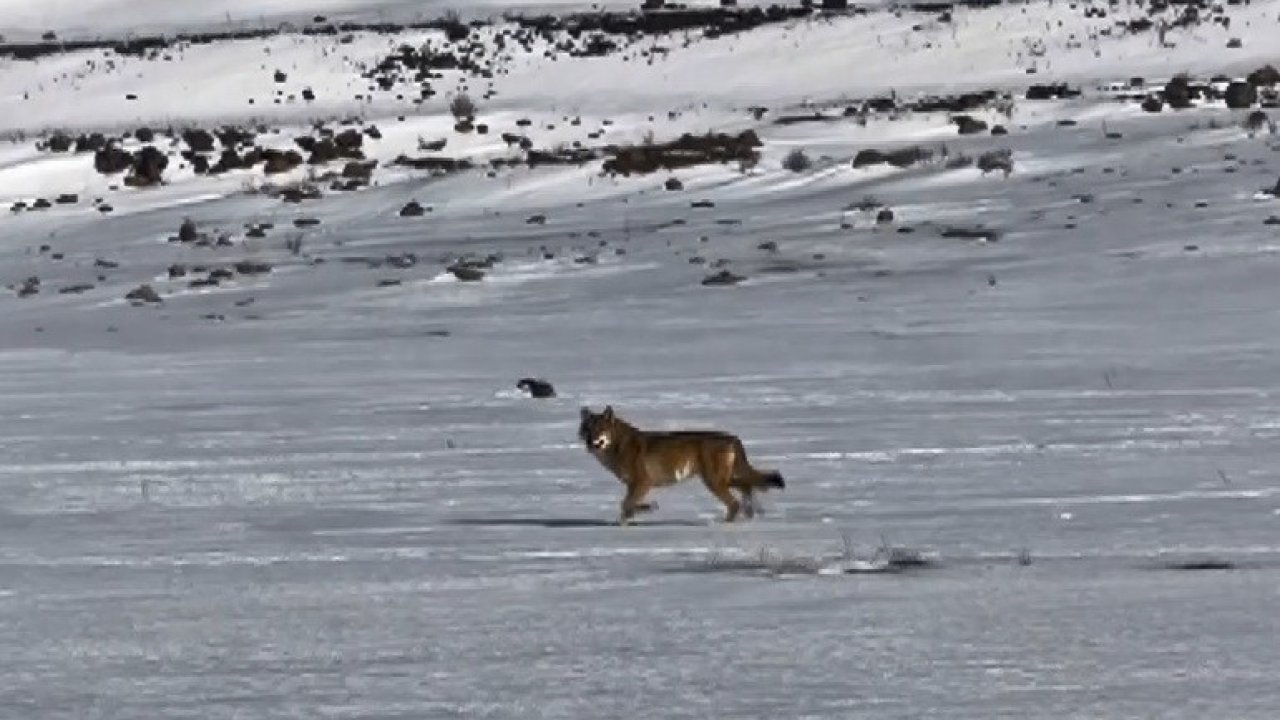 Kars’ta hareket halindeki aracı takip eden kurt kameraya yansıdı