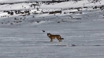 Kars’ta hareket halindeki aracı takip eden kurt kameraya yansıdı