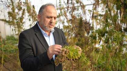 Kenevirden kauçuk, krem ve biyomalzeme: OMÜ’den çok yönlü kenevir çalışmaları