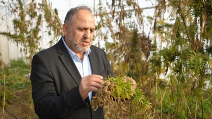 Kenevirden kauçuk, krem ve biyomalzeme: OMÜ’den çok yönlü kenevir çalışmaları