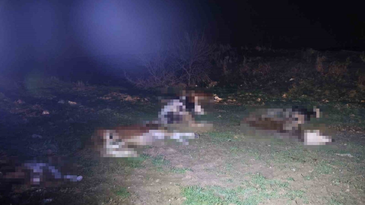 Kırşehir’de bulunan 13 cansız hayvan jandarmayı harekete geçirdi