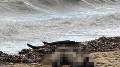 Kıyıya vuran kadın cesedi olayının sis perdesi aralanıyor