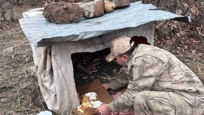 Köy yoluna bırakılan yavru köpeklere jandarmandan şefkat eli