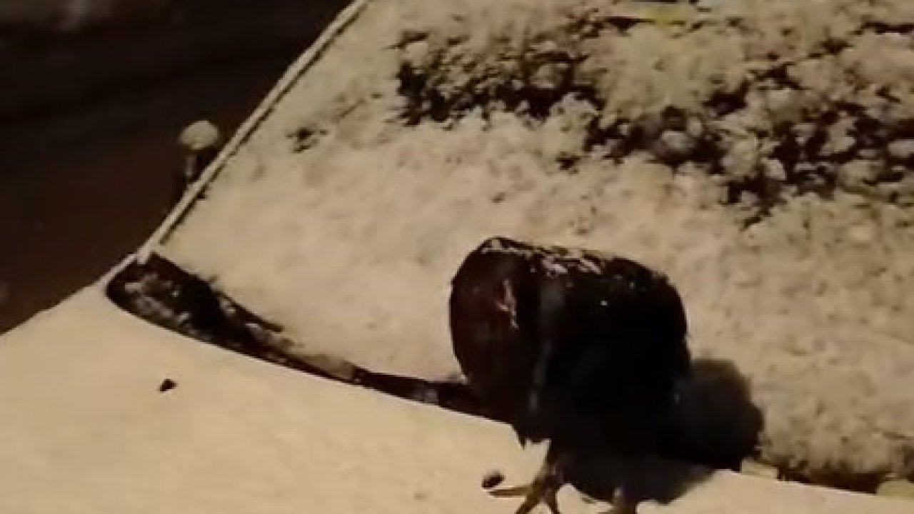 Kümesine giremeyen tavuk otomobil üzerine yumurtladı
