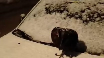 Kümesine giremeyen tavuk otomobil üzerine yumurtladı