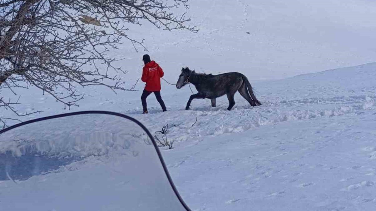 Kurtların saldırısına uğrayan ve dağda mahsur kalan at kurtarıldı