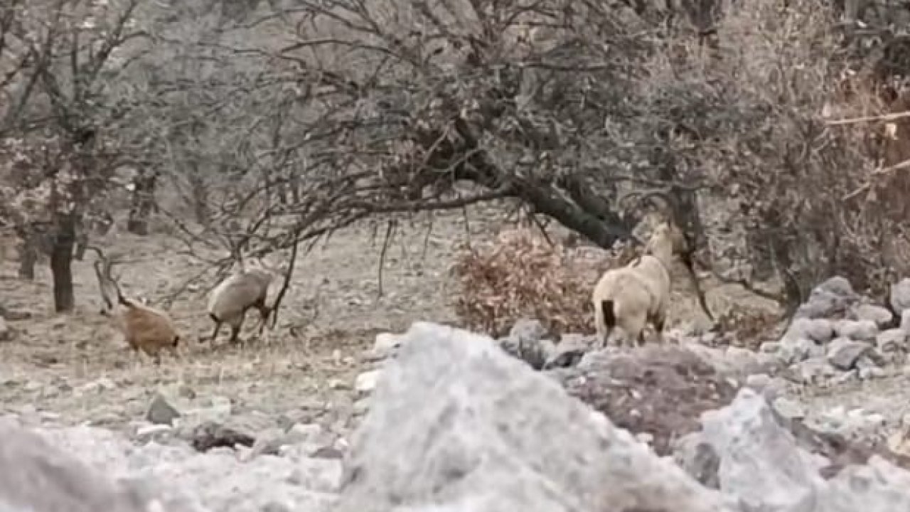 Malatya’da sürü halindeki yaban keçileri görüntülendi