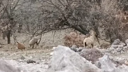 Malatya’da sürü halindeki yaban keçileri görüntülendi