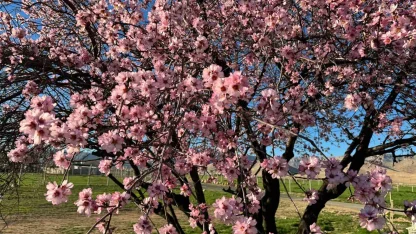 Mardin’de badem ağaçları erken çiçek açtı