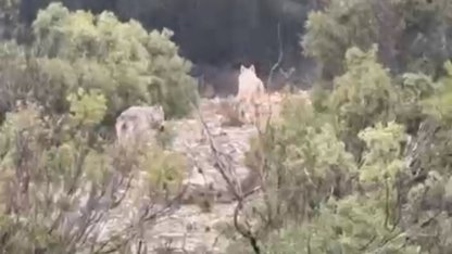 Menteşe’de kurtlar cep telefonu kamerasına yansıdı