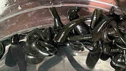 Mezbaha kanıyla besleniyor, birçok hastalığa şifa oluyorlar