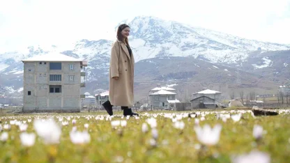 Muş Ovası’nda baharın habercisi çiğdemler açtı