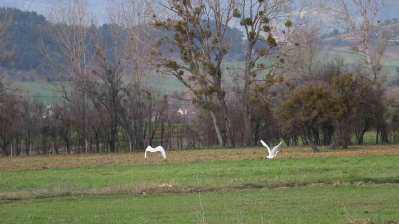 Nadir rastlanan beyaz balıkçıl kuşlar Bolu’da görüntülendi