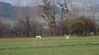 Nadir rastlanan beyaz balıkçıl kuşlar Bolu’da görüntülendi