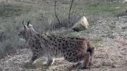 Nallıhan’da nesli tükenmekte olan vaşak görüldü