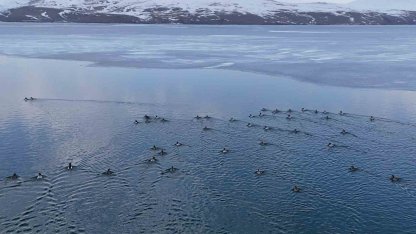 Nazik Gölü’nde buzlar çözüldü, ördeklerin dansı hayran bıraktı