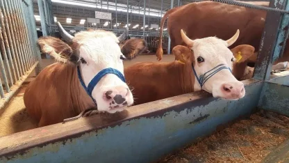 Nazilli’de şap hastalığı söndü, kısıtlama kaldırıldı