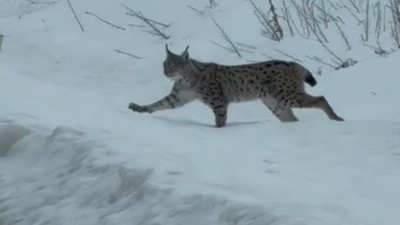 Nesli tükenme tehlikesi altında bulunan iri cüsseli vaşak Bayburt kırsalında görüldü