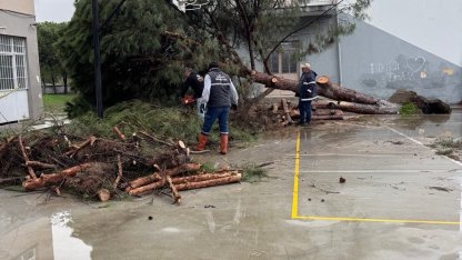 Okul bahçesindeki çam ağaçları kuvvetli rüzgara dayanamadı