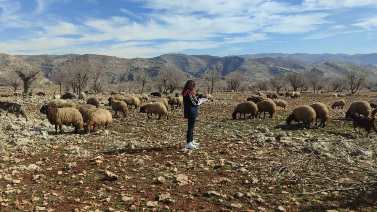Ormaniçi’nde mera seferberliği: Ekipler sahada, arazi kullanımı mercek altında
