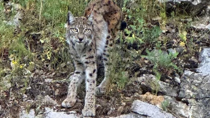 "Ormanın hayaleti" vaşak Kemaliye’de görüntülendi