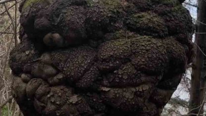 Ormanın kalbindeki ağaç yumrusu görenleri hayrete düşürdü