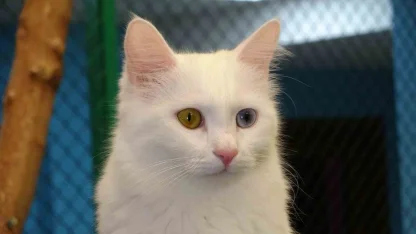 Prof. Dr. Kaya: "Kediler hayatımızın ayrılmaz bir parçasıdır"