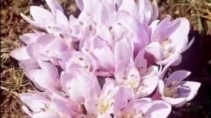 Pülümür Vadisi’nde çiğdemler yalancı bahara aldandı