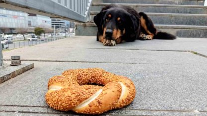 Samsun’da 1 yılda 60 bin hayvana çip takıldı