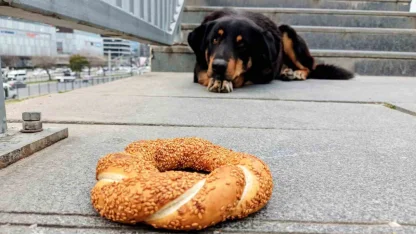 Samsun’da 1 yılda 60 bin hayvana çip takıldı