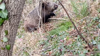 Samsun’da avcıların sezon finali: 3 domuz avlandı
