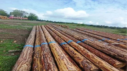 Samsun’da orman üretiminden 1,7 milyar TL katkı