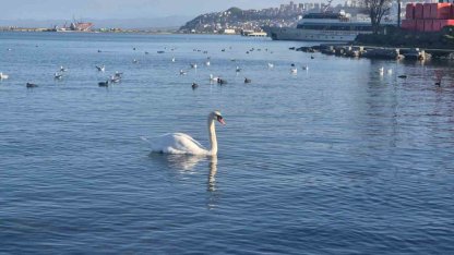 Samsun’da yabani kuşlardan görsel şölen