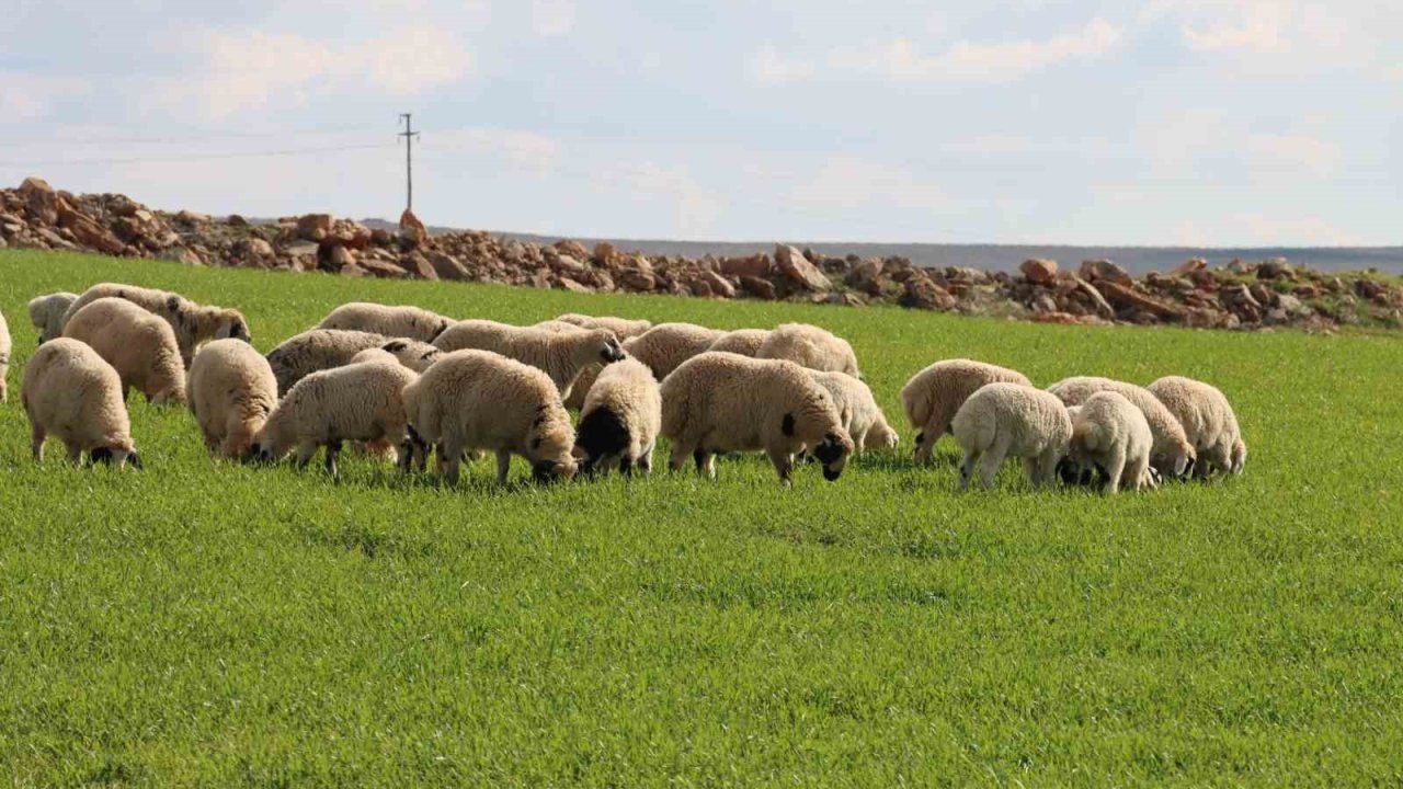 Şanlıurfa’da beyaz örtü yerini yeşil örtüye bıraktı, çiftçi ve besicinin yüzü güldü