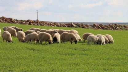 Şanlıurfa’da beyaz örtü yerini yeşil örtüye bıraktı, çiftçi ve besicinin yüzü güldü