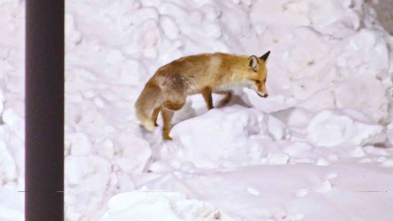 Şehre inen tilkilerin sevimli halleri kameralara yansıdı