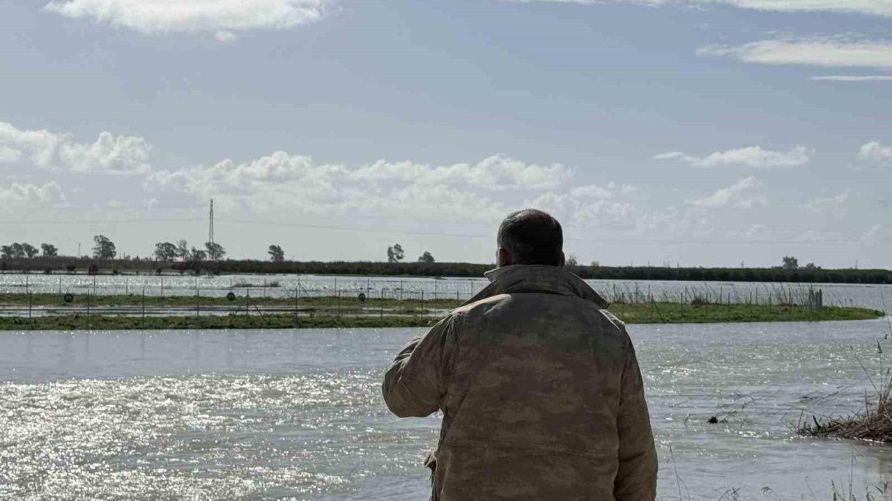 Seyhan Nehri taştı, Tarsus’ta tarım arazileri sular altında kaldı