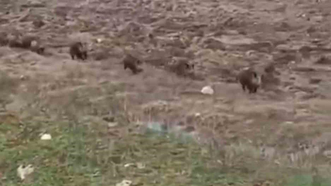 Siirt’te domuz sürüsü görüntülendi